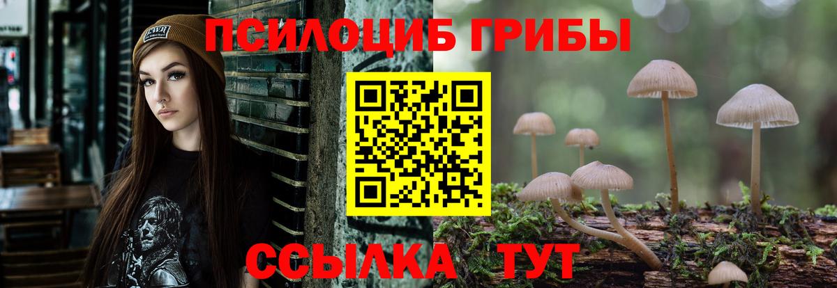 Псилоцибиновые грибы Psilocybe Гулькевичи